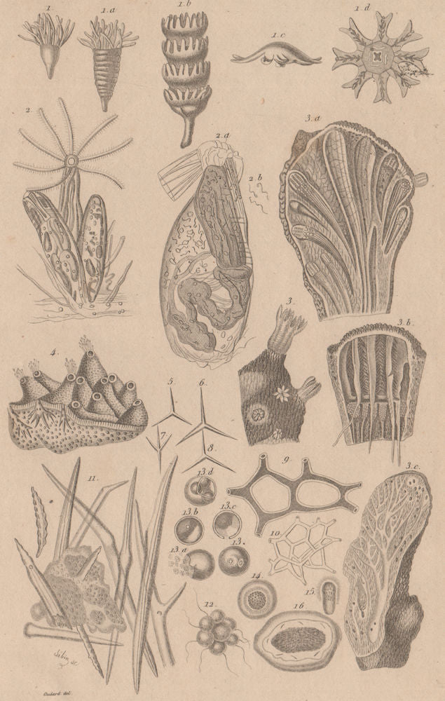 ZOOPHYTES. various. Animals 1834 old antique vintage print picture